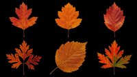 Autumn maple and deciduous leaves in vibrant red, orange, and burgundy tones isolated on transparent background. Ready for t-shirt designs, clipart, stickers, and print-on-demand projects.