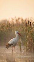 White stork standing in shallow water among tall reeds during golden hour sunset creating serene wetland wildlife scene for nature photography projects.