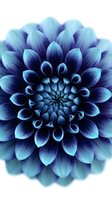 Macro close-up of blue and purple dahlia flower with layered petals in geometric spiral pattern, isolated on white background for design projects.