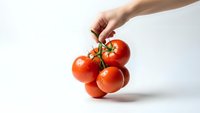 Hand holding fresh red tomatoes on vine against clean white background for healthy cooking and organic food concepts.
