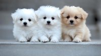Three adorable Pomeranian puppies, two white and one cream colored, sitting in a row on concrete surface, looking directly at camera with sweet expressions.