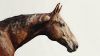 Brown horse head in profile isolated on white background, suitable for equestrian design, print, and web use.