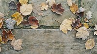 Autumn leaves scattered on weathered wooden planks creating natural seasonal frame. Fallen foliage in warm colors on rustic wood surface for fall decorating projects.
