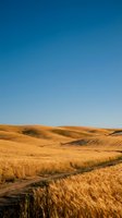 Golden wheat fields stretching across rolling hills under clear blue sky during harvest season creating agricultural landscape for farming concepts.