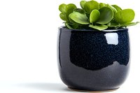 Succulent plant in modern black ceramic pot against white background, minimalist home decor composition. Green leaves create natural contrast with dark container.