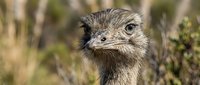 Emu bird head portrait with detailed feathers and bright eyes in natural outdoor habitat for wildlife photography and nature documentation projects.