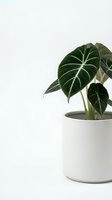 Alocasia plant with dark green heart-shaped leaves and white veins in white ceramic pot on clean background for home decor and interior design projects.
