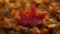 Vibrant red maple leaf covered in morning dew drops rests on brown autumn foliage ground, creating dramatic natural contrast in soft morning light.