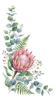 Watercolor botanical arrangement featuring pink protea flower with eucalyptus leaves, fern fronds, and delicate berries on white background. Isolated floral design.