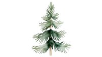 Watercolor pine tree with soft green needles and layered branches on white background, isolated botanical illustration for winter holiday designs and decorative projects.