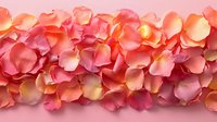 Delicate coral and peach rose petals arranged in a horizontal line against white background, creating romantic floral composition for wedding and celebration designs.