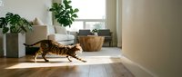Tabby cat stretching on sunlit hardwood floor in modern minimalist living room with houseplants and natural light streaming through large windows.