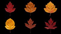 Six colorful autumn leaves in red, orange, and yellow tones, isolated on transparent background. Ready for fall clipart, stickers, t-shirt design, and print on demand.