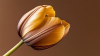 Yellow and brown tulip flower in full bloom against dark brown background, dramatic macro photography highlighting delicate petal details and natural curves.