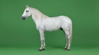 White horse standing in profile on green background isolated for equestrian design projects and animal themed graphics.