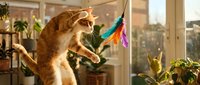Ginger cat playing with colorful feather toy near window with potted plants and city skyline view in background, indoor pet entertainment.