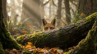 Red fox resting on moss-covered fallen log in autumn forest with golden sunlight filtering through trees and scattered fallen leaves on woodland floor.