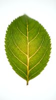 Fresh green leaf with visible veins isolated on white background, ready for botanical, nature, and design projects including web, print, and educational materials.