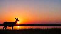 Deer silhouette standing by lake at golden sunset with orange sky reflection on water and grass in foreground creating peaceful wildlife scene.