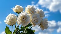 White garden roses blooming against bright blue summer sky with fluffy clouds, fresh green stems and leaves create romantic natural composition.