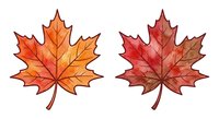 Autumn maple leaves in warm orange and red colors isolated on white background for seasonal design projects and fall decorations.