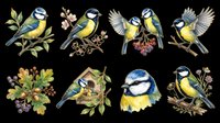 Colorful blue tit birds isolated on transparent background, ready for t-shirt design, clipart, stickers, sublimation and print-on-demand projects.