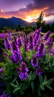 Vibrant purple lupine flowers bloom in mountain meadow at dramatic sunset, with sunbeams breaking through clouds over silhouetted peaks, creating magical golden hour scene.