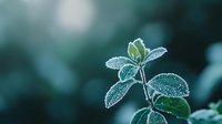 Delicate frost-covered plant leaves with crystalline ice formations against blurred teal background, creating serene winter nature macro photography.