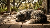 Peaceful senior dog resting on wooden deck in warm sunlight with natural bokeh background. Relaxation and tranquility concept for pet care content.