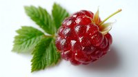 Fresh ripe red raspberry with green leaves isolated on white background, macro shot showing detailed texture and natural shine of berry for food design.
