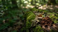 Small green seedling sprouting from moss-covered fallen log in sunlit forest floor with natural bokeh background for environmental growth concepts.