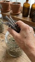 Caucasian adult hand holding dried lavender bunch over glass jar with herbs, wooden workspace with terracotta pots and amber bottles for herbal remedies, aromatherapy, natural wellness preparation.