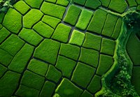 Aerial view of vibrant green rice terraces with geometric patterns formed by field boundaries, creating an abstract mosaic landscape in agricultural farmland.
