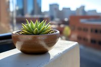 Small succulent plant in brown ceramic pot on urban balcony ledge with blurred city skyline background, morning sunlight creates soft bokeh effect.