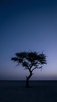 Solitary tree silhouette against twilight sky in arid landscape, conveying isolation, resilience, and natural beauty for environmental and conceptual design projects.