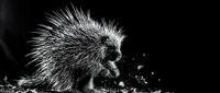 Porcupine with raised quills in dramatic black and white photography, showcasing natural defense behavior and wildlife texture details.