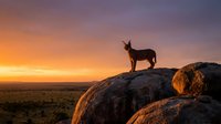 Wild goat silhouette standing on rocky outcrop during golden hour sunset with dramatic orange and purple sky over vast landscape wilderness scene.