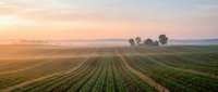 Agricultural field with green crop rows stretching toward horizon at golden hour sunrise, rural farming landscape with trees and pastel sky colors.