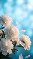 White peony flowers with falling petals against soft blue sky background, spring garden blooming nature scene for romantic greeting cards and decor.