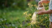 Person watering young tomato plants in garden with metal watering can during golden hour sunlight for organic vegetable growing and sustainable farming.