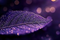 Delicate skeleton leaf with water drops in purple and gold bokeh light. Macro nature photography showing intricate vein patterns and dewdrops on transparent leaf structure.