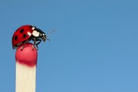 Red ladybug with black spots perched on a matchstick head against a clear blue sky background, macro nature photography.