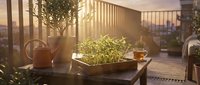 Rooftop garden at golden hour with potted herbs, watering can, and tea cup on wooden table, urban balcony setting for lifestyle and wellness content.