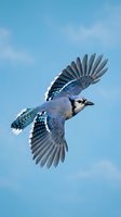 Blue jay bird flying with spread wings against cloudy sky showing detailed feather patterns and natural flight behavior in outdoor wildlife setting.