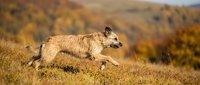 Wild wolf running through autumn mountain landscape with golden foliage and warm sunlight creating dramatic wildlife scene in natural habitat.