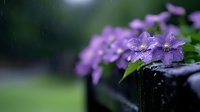 Purple clematis flowers with water droplets blooming on dark wooden fence in garden setting, soft bokeh background creates dreamy natural atmosphere.
