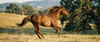 Chestnut horse galloping freely across golden meadow with flowing mane in warm sunlight. Rural countryside landscape with rolling hills and trees in background.