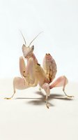 Pale pink praying mantis with long antennae and folded front legs in hunting posture, isolated on white background for educational and nature content.
