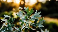Fresh parsley leaves against blurred golden sunset background, green herbs in garden with natural bokeh lighting effect and soft focus.
