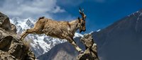 Wild mountain goat leaping between rocky cliffs with snow-capped peaks and dramatic blue sky in high altitude alpine wilderness landscape.